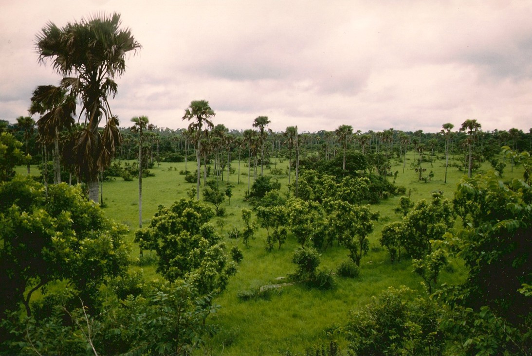 Savane de Lamto en côte d'Ivoire. Une strate arborée est en compétition avec une strate de graminées pour la lumière et les nutriments minéraux et l'eau du sol. © S. Barot