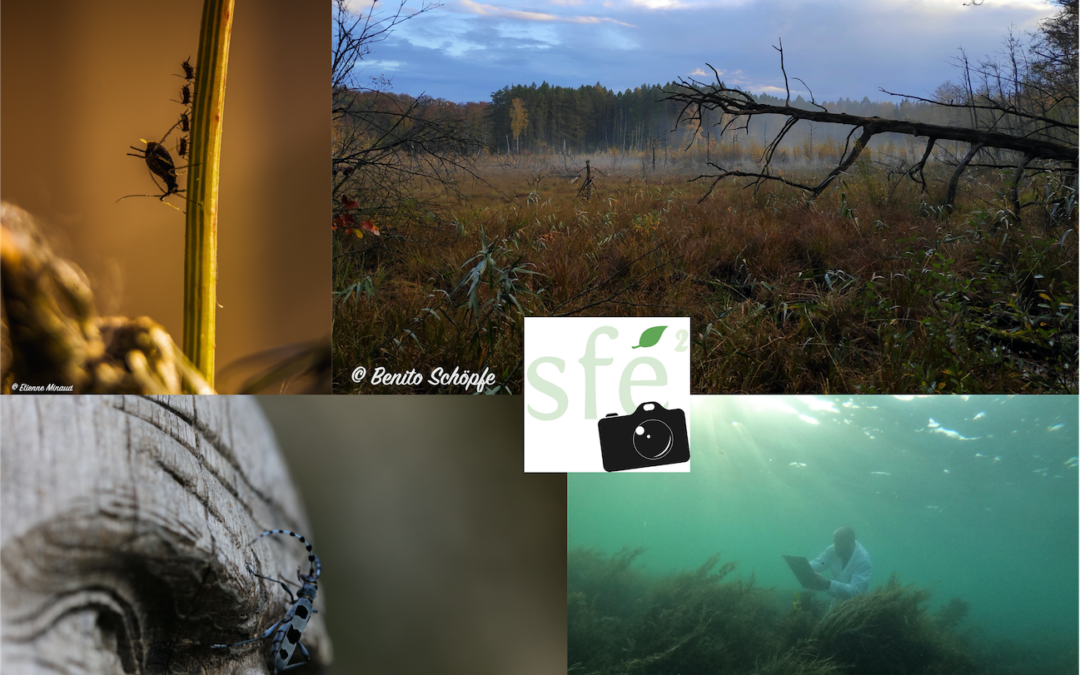 [SFE2-GFÖ-EEF Meeting] Photo contest